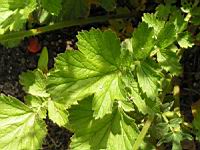 Geum Chiloense (fam. Rosacees)(Andes)(04) (Photo F. Mrugala)